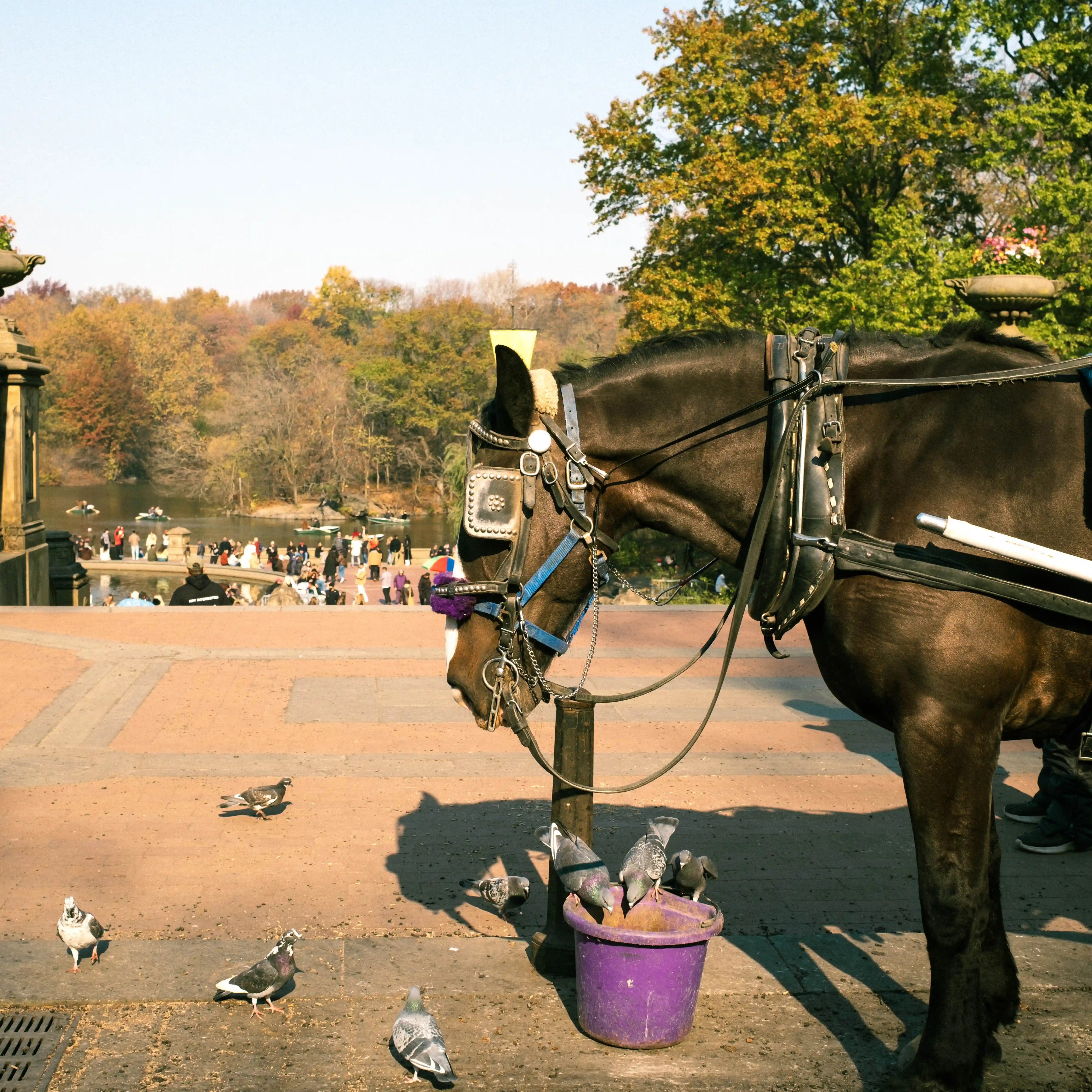 Bethesda Terrace